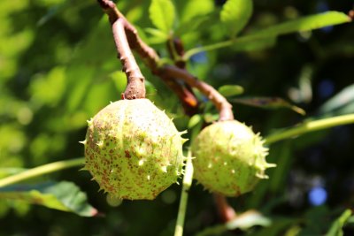 Aesculus hippocastanum - jírovec maďal - plod (34)